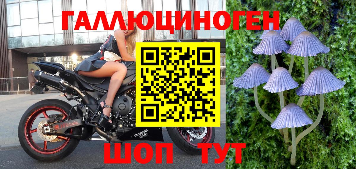 Галлюциногенные грибы Psilocybine cubensis Великие Луки
